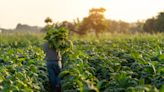 Tennessee, Kentucky Tobacco Farmer Sentenced for Second Crop Insurance Fraud