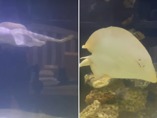 Charlotte the 'pregnant' stingray has died, North Carolina aquarium says