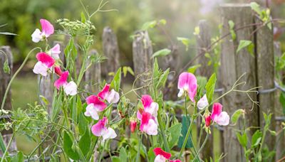 Monty Don’s easy pruning tip will make your sweet peas flower for longer this summer