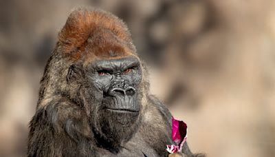 Winston, beloved gorilla at San Diego Zoo Safari Park, dies at 52 after suffering health problems