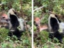Watch: Skunk Tries to Eat a Live Whitetail Fawn