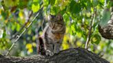 Cat Survives 70-Foot Fall From Tree in Massachusetts