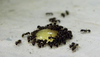 How to get rid of ants invading your home