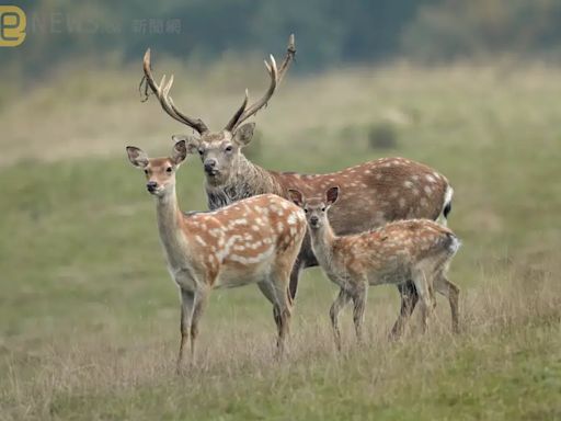 美2獵人誤食「殭屍鹿肉」！出現精神錯亂、攻擊行為 1個月內接連死亡