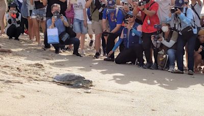 友善路燈、船舶減速 小琉球在地共同宣誓保護海龜