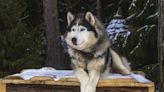 Wolf Dog Breeds: Hybrid, Wolf-Like Dogs for Lovers of Wolves