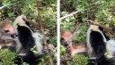 Watch: Skunk Tries to Eat a Live Whitetail Fawn