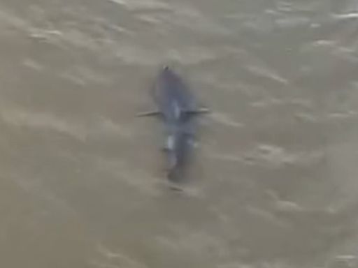 Terrifying moment shark appears just yards from Bournemouth beachgoers