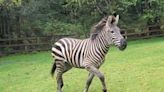 Zebras on the loose in North Bend