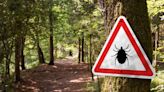 No, Lyme Disease Cases Didn’t Spike—Here’s What You Need To Know