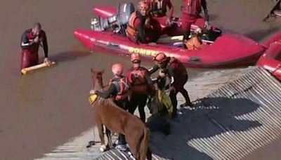 Cómo fue el rescate de «Caramelo», el caballo que quedó atrapado en un techo por las inundaciones en Brasil