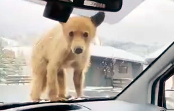 Video: Curious bear cubs stop to inspect Steamboat Springs driver in a very Colorado traffic stop