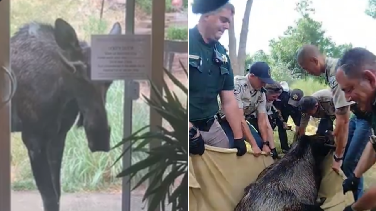 Colorado deputies remove 600-pound moose from resident's yard