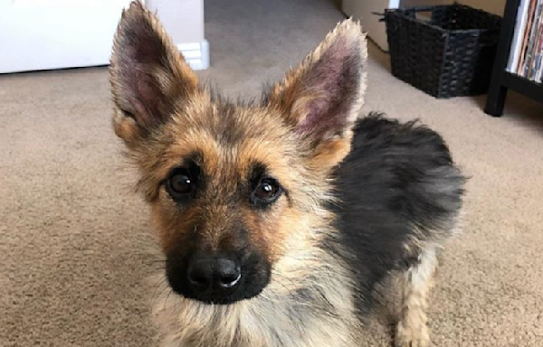 Adult German Shepherd will never outgrow puppy body due to rare condition