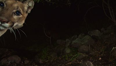 Amid roadkill epidemic, Calif. builds world's largest wildlife bridge