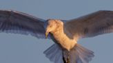 Crafty herring gull impresses with problem-solving skills