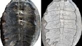 Meet ‘Turtwig,’ an ancient turtle species once thought to be a plant