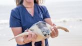 New England, Georgia aquariums release sea turtles rescued on Cape Cod