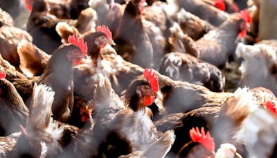Bird flu updates: 4.2M infected chickens to be culled in Iowa, cases detected in alpacas