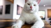 11 Little-Known Cat Care Tips Experienced Owners Want You To Know