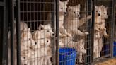 Greene puppy mill among 15 Iowa facilities included in USDA's 'Horrible Hundred' list