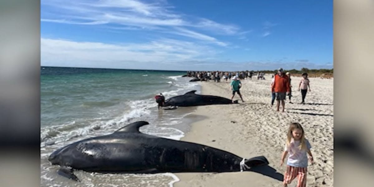 Nearly 30 whales die after being beached on Australian coast, 100 returned to sea