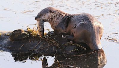 River otter pulls child off dock and underwater in harrowing attack