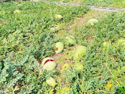 雲林西瓜災損 劉建國爭取天災救助 (圖)