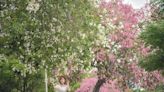 全台唯一白花美人樹在這！同框粉紅花海盛開限時搶拍