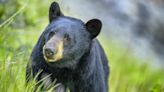 Cute trail cam video footage catches real bear playing with teddy bears