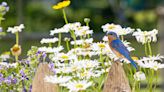 8 Ways to Attract More Birds to Your Yard, According to Experts