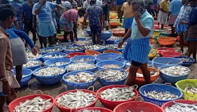 Tamil Nadu Fishermen Report Increase In Number Of Fish In Gulf Of Mannar - News18