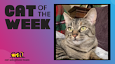 Cat Of The Week: Madonna (Adopt Me) | Z100 Portland | Maui