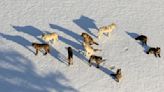 Fate of Wyoming wolf policy reform in Legislature's hands