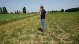 Sequía puede dejar a los italianos sin risotto