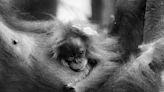Denver Zoo Welcomes Adorable Endangered Sumatran Orangutan Baby