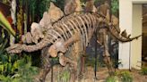 Impresionante hallazgo de fósiles en China: más de 400 huellas de dinosaurios