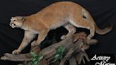 Ontario taxidermist charged with insurance fraud