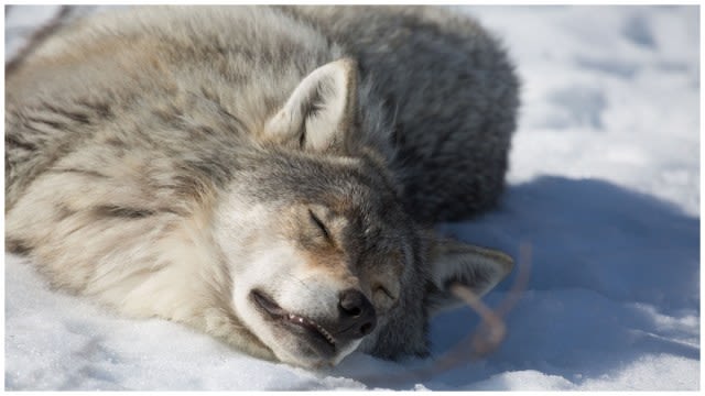 Wolf vs Bear Streaming: Watch & Stream Online via Paramount Plus