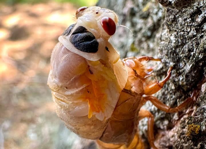 Cicadas swarm St. Louis – You have questions. We have answers.