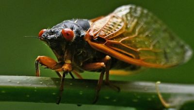 While there could be 1 million cicadas per acre in parts of NC, the Triad won't be as loud. But 2030 will be a different story.
