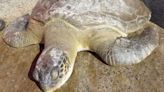 Tartaruga com cicatriz de 1,5 metro causada por anzol é submetida a eutanásia