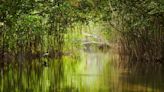 Las Naciones Unidas destinarán 36 millones de dólares para la protección de manglares en Ecuador