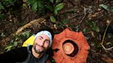 Botânico luta para salvar a maior flor do mundo, que cheira a carne podre