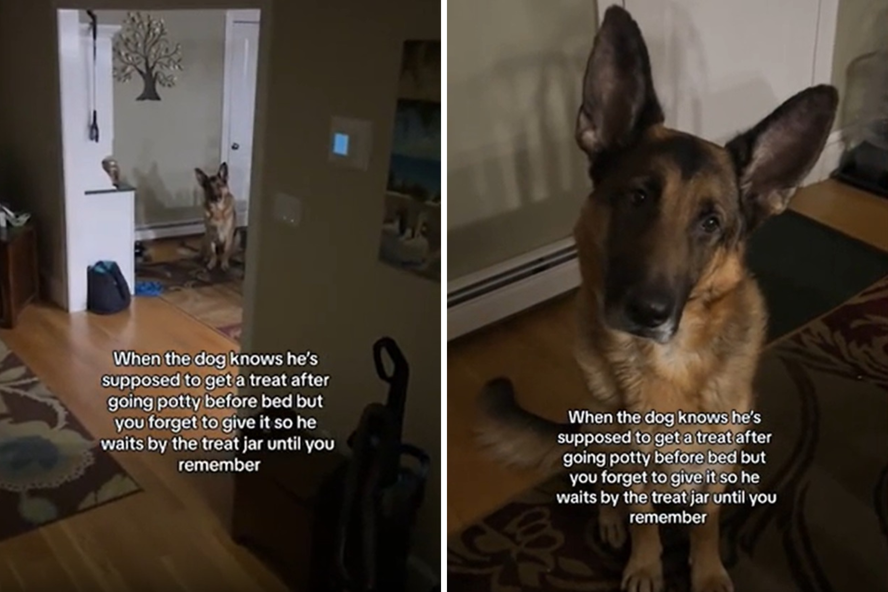 Delight at German shepherd reminding owner he's owed a "midnight snack"