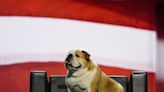 Jim Justice’s Babydog steals show on second night of Republican convention