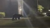Bear spotted in Hillsborough neighborhoods remains uncaptured