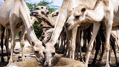 Climate change is turbo-charging Somalia’s problems - but there's still hope