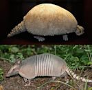 Armadillo