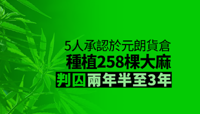 5人承認元朗貨倉種植258棵大麻 判囚兩年半至3年